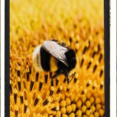 Mobile cover 0024